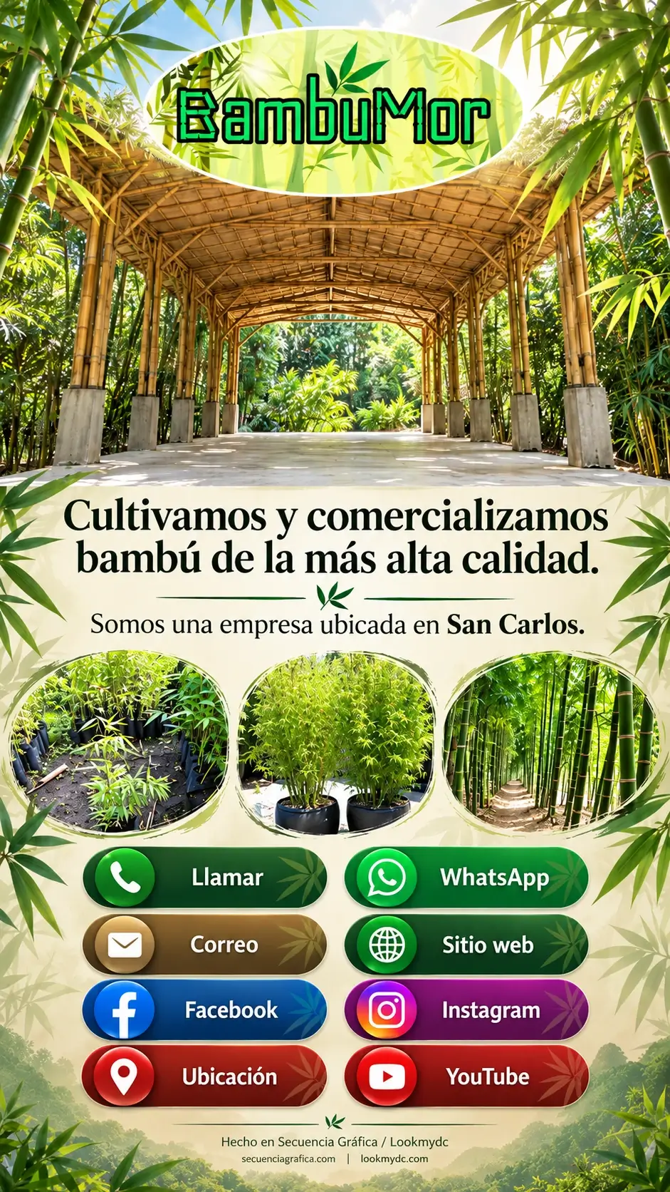 Bambumor. Cultivamos y comercializamos bambú de la más alta calidad. Somos una empresa ubicada en San Carlos. Opciones de contacto y redes sociales.